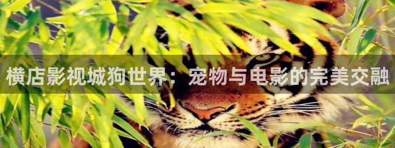 大地资源在线观看免费版电影